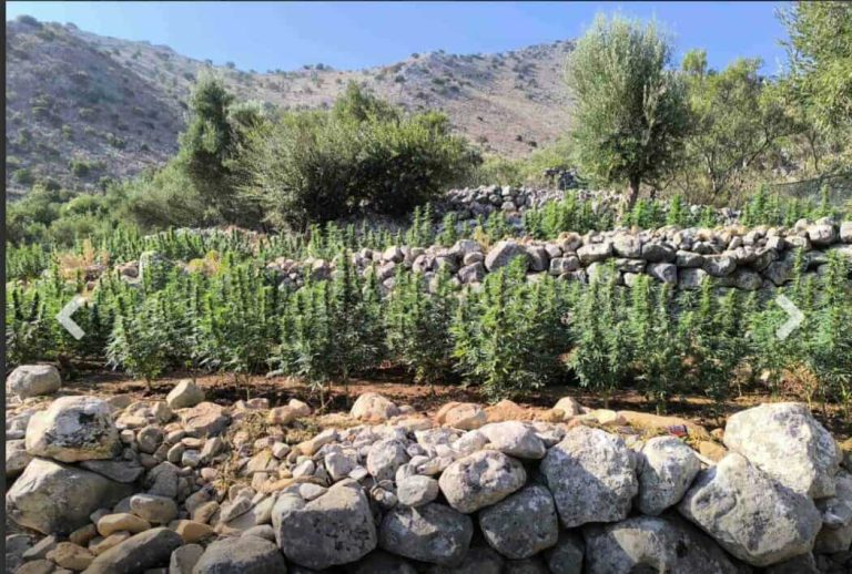 Φυτεία με 2.257 δενδρύλλια κάνναβης στην Αν. Μάνη – Συνελήφθησαν τέσσερα άτομα