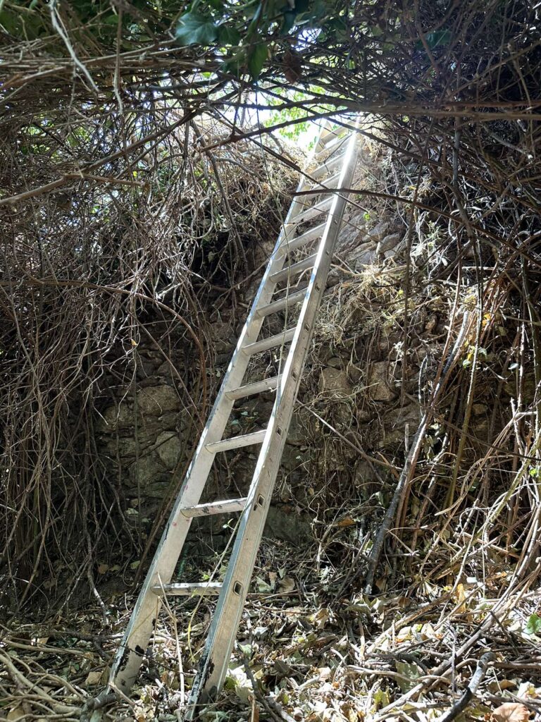 Για καλλιέργεια δενδρυλλίων κάνναβης, κατοχή και διακίνηση ναρκωτικών ουσιών συνελήφθησαν δυο άτομα στη Λέσβο