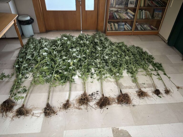 Ιωάννινα: Συνελήφθησαν δύο ημεδαποί για καλλιέργεια ναρκωτικών