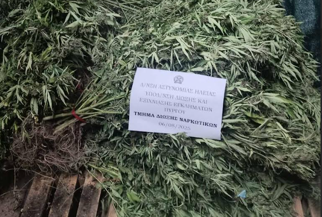 Εγκληματικές οργανώσεις διακίνησης ναρκωτικών με κοινό αρχηγό εξάρθρωσε η Δίωξη Ναρκωτικών Πύργου