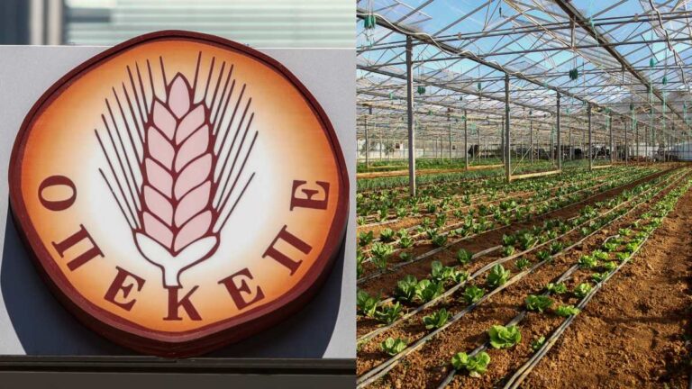 Σαρωτικοί έλεγχοι στον ΟΠΕΚΕΠΕ: Πάνω από 49.000 πλαστά πιστοποιητικά σε βιολογικές επιδοτήσεις – 50% των ΑΦΜ δεν πληροί τις προϋποθέσεις