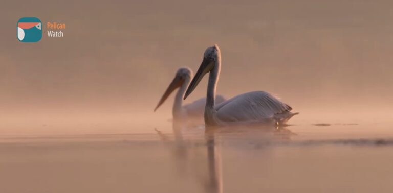 Pelican Watch: Μια εφαρμογή που κάνει τους πολίτες συμμέτοχους στην προστασία των πελεκάνων