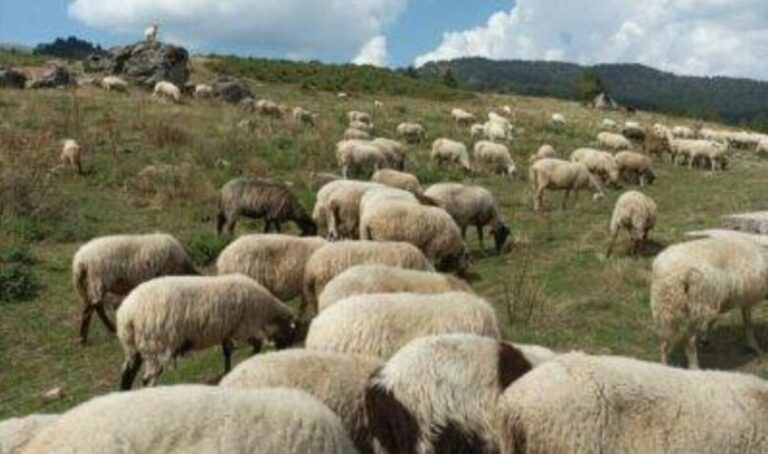 Ελασσόνα: Ενημερωτική σύσκεψη για την ευλογιά – Τα μέτρα που αποφασίστηκαν