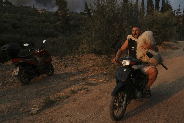 Φωτιά – Εικόνες αντί για χίλιες λέξεις: Καμιά ζωή δεν περισσεύει – Στιγμιότυπα από διασώσεις ζώων