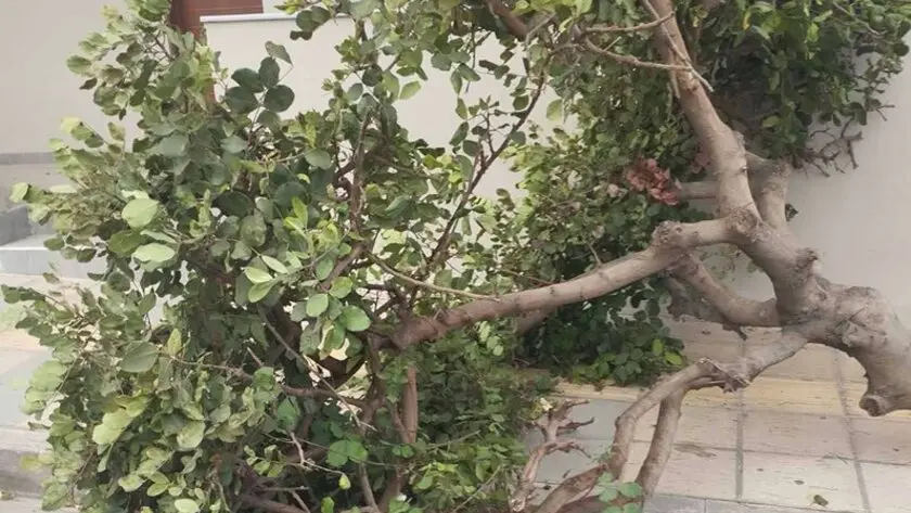 Ηράκλειο: Πτώση δέντρου προκάλεσε ζημιές σε δύο αυτοκίνητα