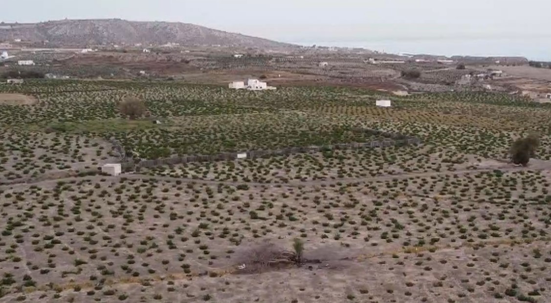 Σαντορίνη: Δραματική μείωση της παραγωγής κρασιού λόγω κλιματικής αλλαγής