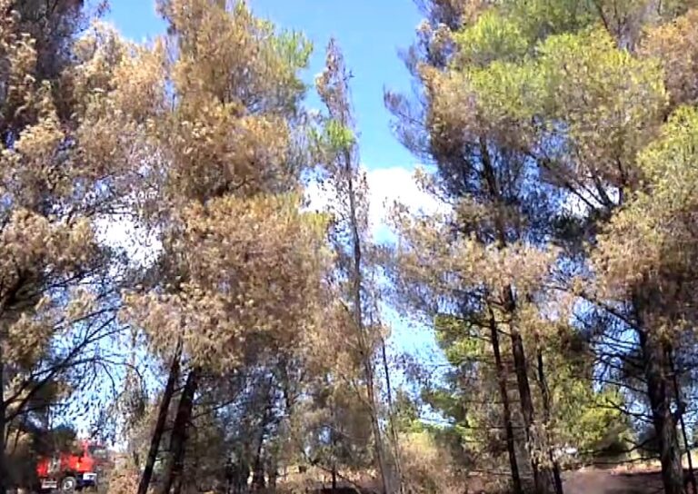 Χαλκιδική: Υπό έλεγχο η φωτιά στη Μεταμόρφωση- Κανονικά η κυκλοφορία από το ύψος της Νικήτης προς Γερακινή