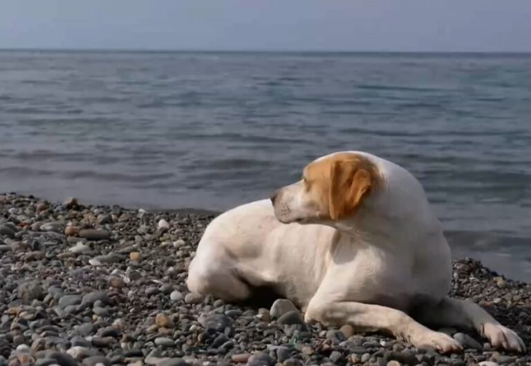 Όσα προβλέπει η νομοθεσία για την πρόσβαση των σκύλων στην παραλία