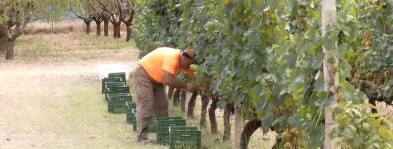 Κοζάνη: Άρχισε ο τρύγος του Chardonnay στα Σέρβια