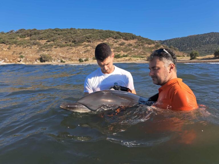 Επιχείρηση για τη διάσωση ενός μικρού ζωνοδέλφινου στη Δυτική Λέσβο