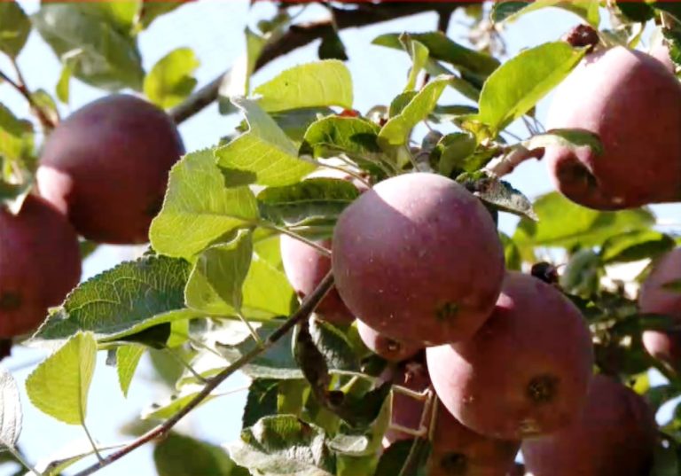 Μειωμένη η συγκομιδή μήλων στο Ροδοχώρι