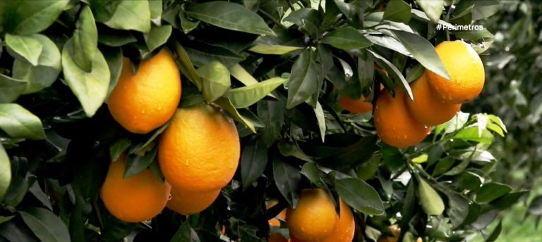 Ομορφιά & καλύτερη υγεία με τοπικά προϊόντα της Αν. Πελοποννήσου 