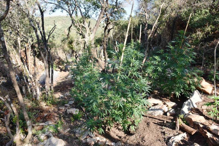 Μεσσηνία: Εντοπίστηκε φυτεία με 231 δενδρύλλια κάνναβης – Συνελήφθη 44χρονος αλλοδαπός (βίντεο)