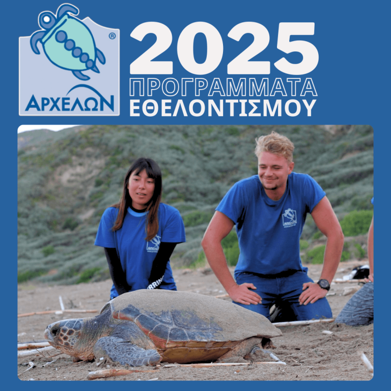 Δύο δεκαετίες προστασίας θαλάσσιων χελωνών στον Αμβρακικό