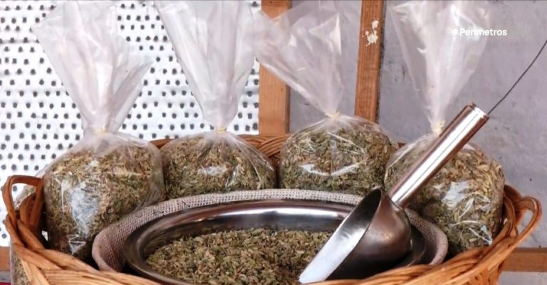 Ολοκληρώθηκε η συγκομιδή γλυκάνισου στις Πέτρες Αμυνταίου