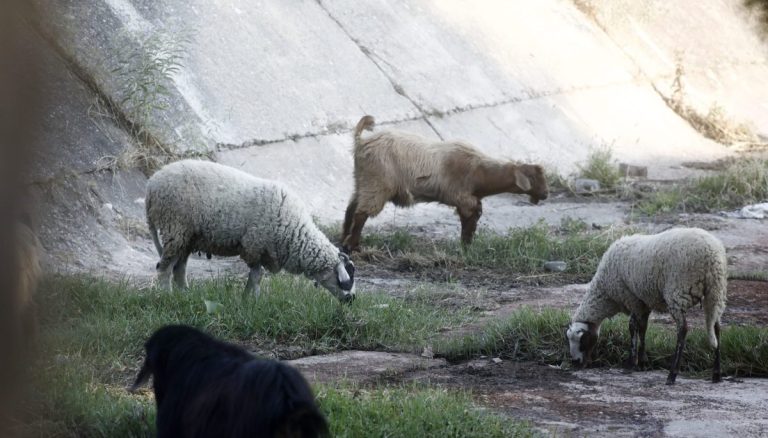 Έκτακτα μέτρα κατά της ευλογιάς αιγοπροβάτων – Το σχέδιο 10 ημερών, τι ανέφερε ο Κ. Τσιάρας