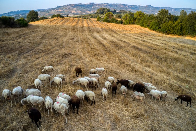 Τι πρέπει να κάνουν οι κτηνοτρόφοι αν υποψιαστούν ότι κάποιο ζώο έχει μολυνθεί από ευλογιά
