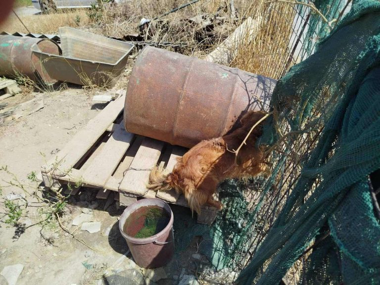 Στον εισαγγελέα 51χρονος για κακοποίηση ζώων συντροφιάς
