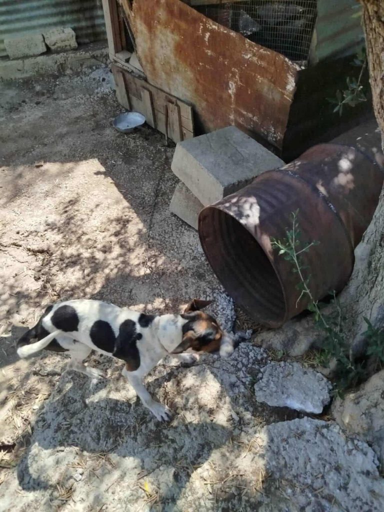Δεύτερο περιστατικό κακοποίησης ζώων συντροφιάς στον Πλατανιά Χανίων – Συνελήφθη ο 52χρονος αγρότης
