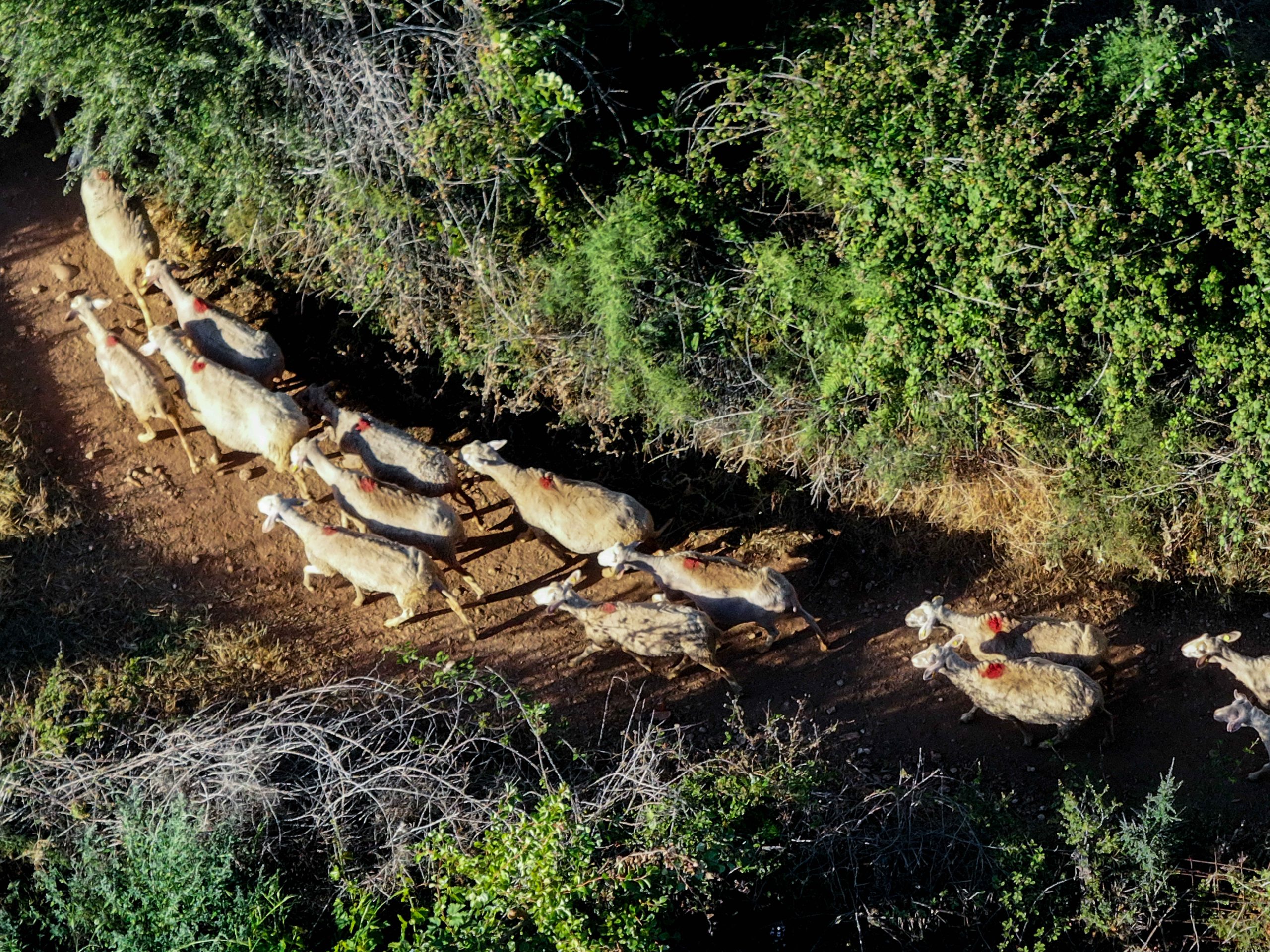 Νέο πακέτο 12,2 εκ. ευρώ σε κτηνοτρόφους-Σε Περιφέρεια Αν. Μακ Θράκης και Θεσσαλία τα υψηλότερα ποσά για αποζημιώσεις ευλογιάς