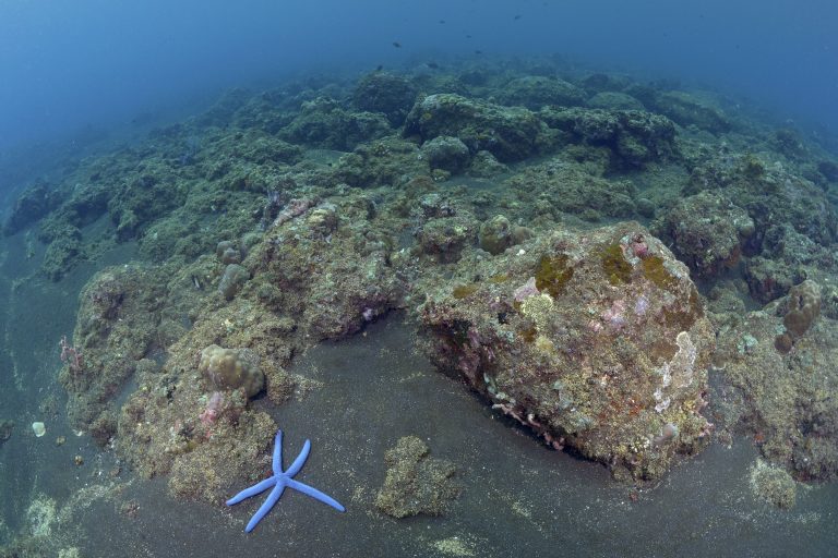 Η Κίνα ανακοινώνει προστασία των κοραλλιογενών υφάλων στη Νότια Σινική Θάλασσα – Οι ειδικοί αμφισβητούν τα πραγματικά κίνητρα