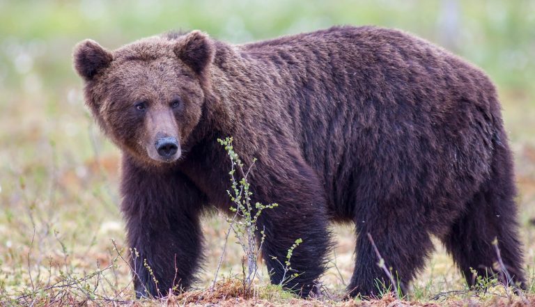 Επίθεση αρκούδας σε ηλικιωμένο στη Δόλιανη Ζαγορίου – Μεταφέρθηκε τραυματισμένος στο νοσοκομείο