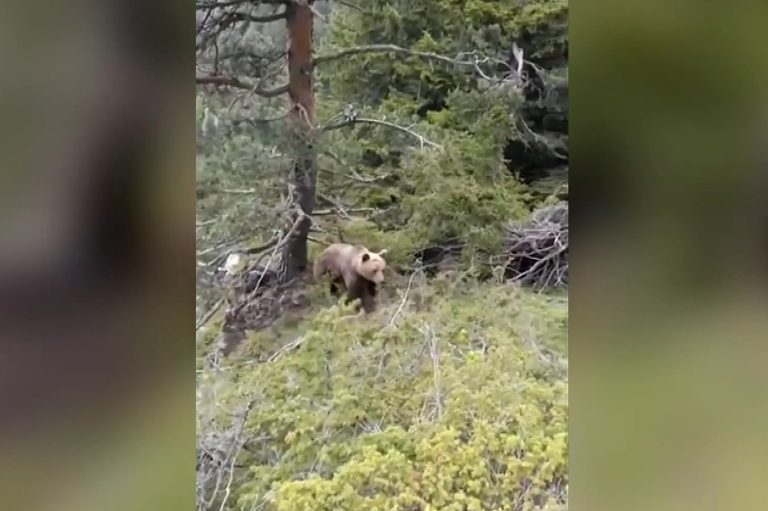 Σοκαριστικό βίντεο από τη θανατηφόρα πτώση ορειβάτη σε χαράδρα του Φρακτού τον Ιούνιο