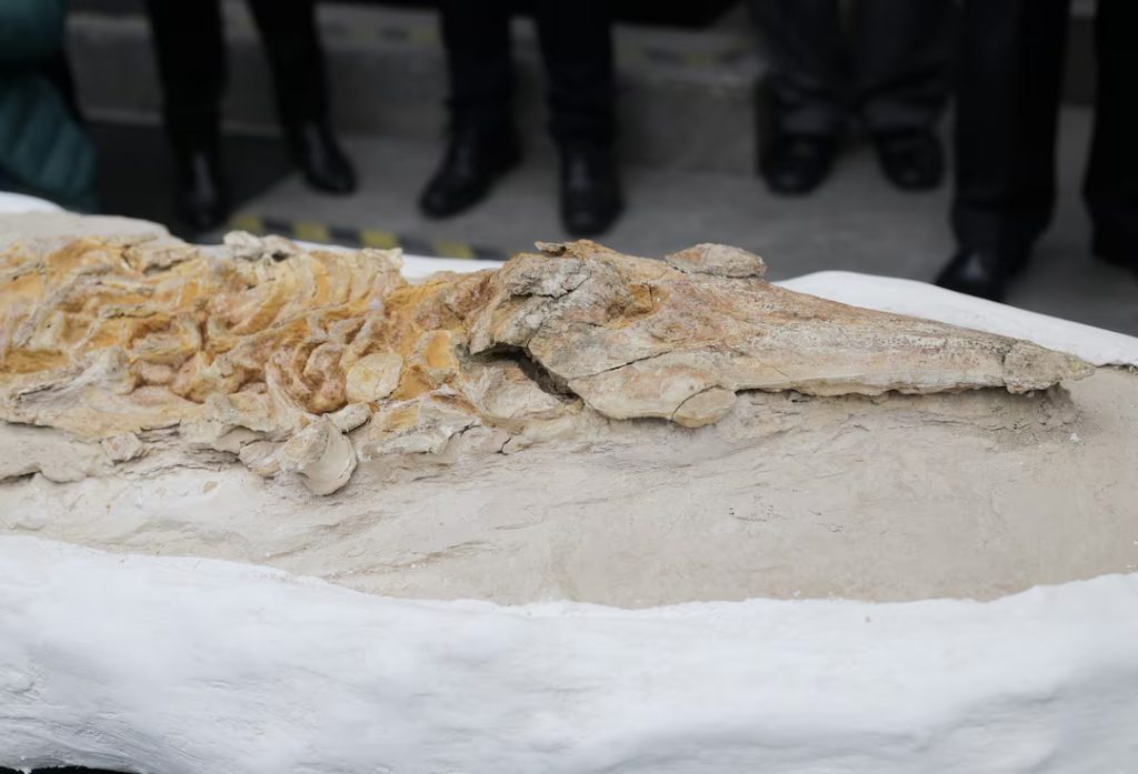 Περού: Ανακαλύφθηκε απολίθωμα δελφινιού ηλικίας 12 εκατομμυρίων ετών