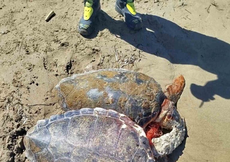 Δύο παγιδευμένες χελώνες caretta caretta διέσωσε το Λιμεναρχείο Κυλλήνης