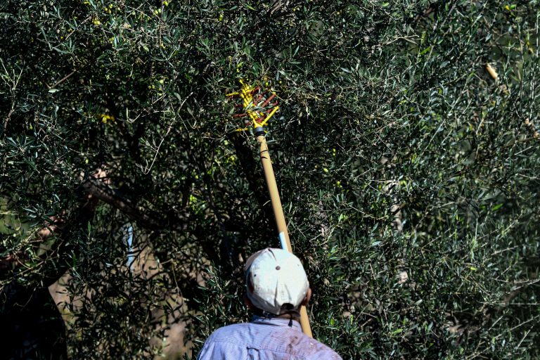 Μειωμένη φέτος η παραγωγή ελαιόλαδου έως και 40% – Σε αύξηση των τιμών οδηγούν οι δυσοίωνες προβλέψεις
