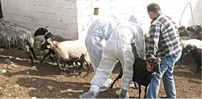 Θανάτωση 123 αιγοπροβάτων στη Ν. Μανωλάδα λόγω ευλογιάς