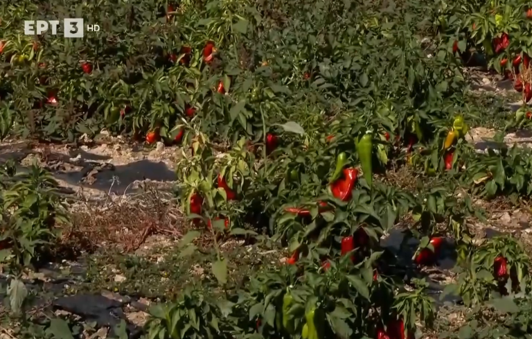 Κόκκινη πιπεριά: Η “αρχόντισσα” των λαχανικών καλλιεργείται  στον Άγιο Παντελεήμονα Φλώρινας
