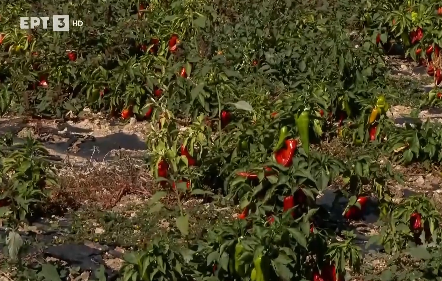 Κόκκινη πιπεριά: Η “αρχόντισσα” των λαχανικών καλλιεργείται  στον Άγιο Παντελεήμονα Φλώρινας