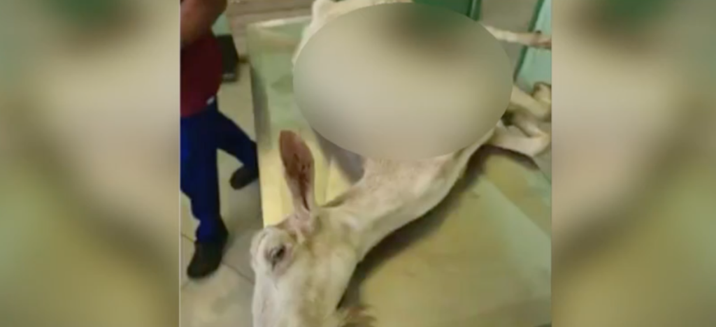 Απίστευτη αγριότητα στην Κρέστενα Ηλείας: Δεν τα κατάφερε η ακρωτηριασμένη κατσίκα που πέταξαν ζωντανή στα σκουπίδια