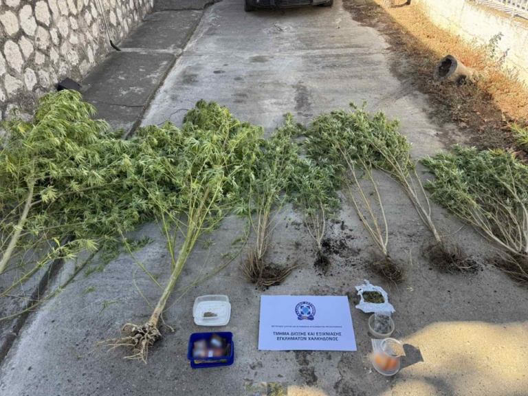 Θεσσαλονίκη: Καλλιεργούσε χασίς σε δύσβατη περιοχή-Τον “πρόδωσε” το πότισμα