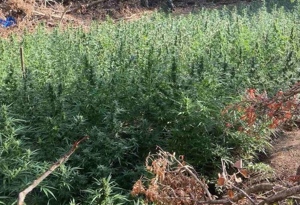 Ηράκλειο: Νέο χτύπημα της Αστυνομίας στους χασισοκαλλιεργητές