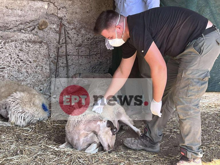Κρούσματα καταρροϊκού πυρετού σε αιγοπρόβατα στην Πηνεία
