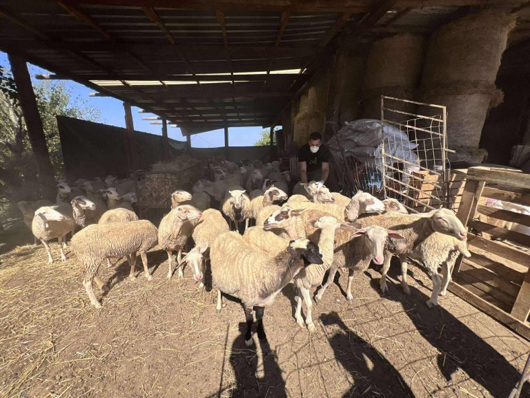 Στήριξη για τον καταρροϊκό πυρετό ζητούν οι κτηνοτρόφοι της Πηνείας