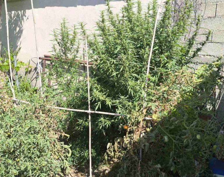 Σέρρες: Συνελήφθη με δενδρύλλια κάνναβης στην αυλή του