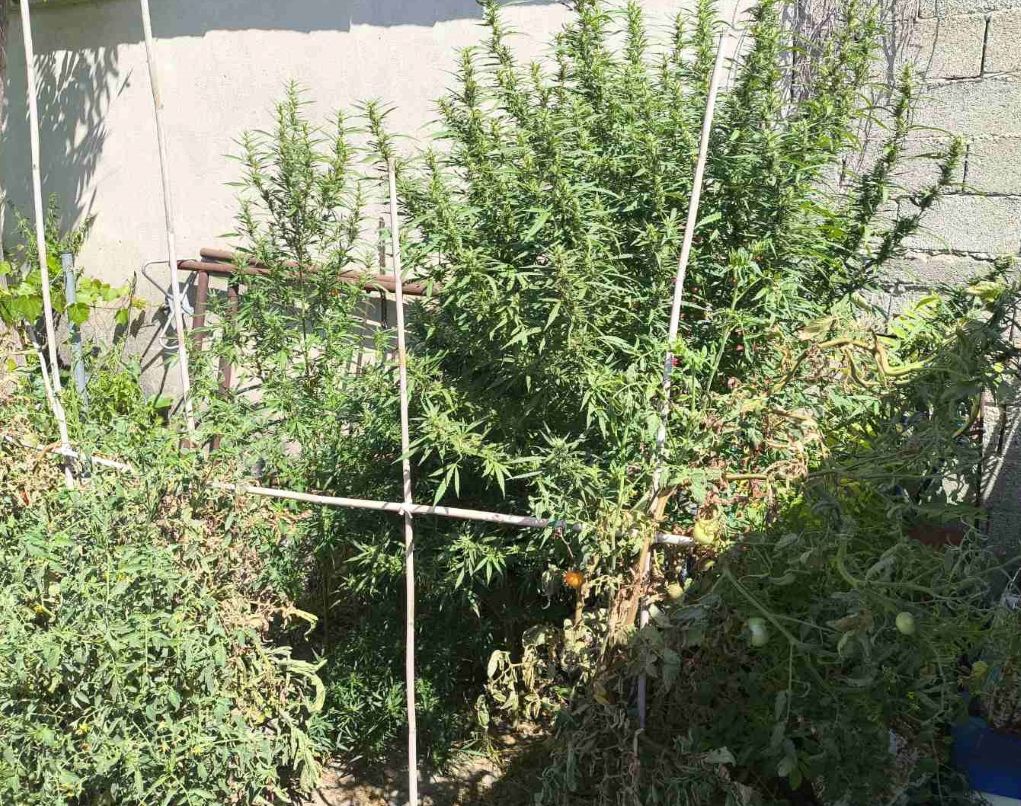 Σέρρες: Συνελήφθη με δενδρύλλια κάνναβης στην αυλή του