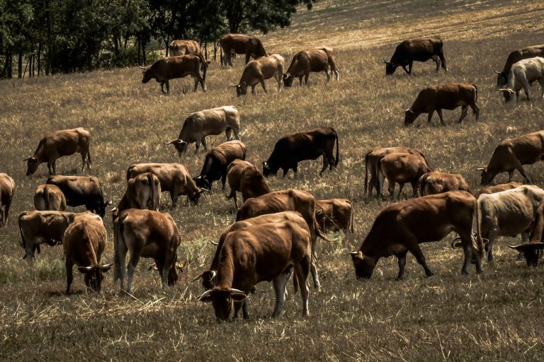 Στα ύψη η τιμή του μοσχαρίσιου κρέατος: Θα φτάσει τα 20 ευρώ – Έως 13 ευρώ σήμερα στη Βαρβάκειο