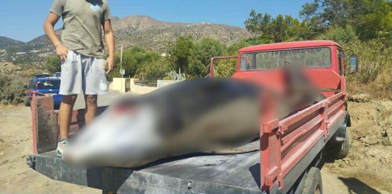 Κρήτη: Ζιφιοί εκβράστηκαν σε παραλίες του Κερατόκαμπου, Καλλιβρέχτη και Άρβη