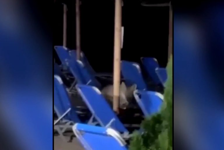 Επίθεση λύκου σε 5χρονη στον Νέο Μαρμαρά Χαλκιδικής: «Πράσινο φως» για αιχμαλωσία του άγριου ζώου