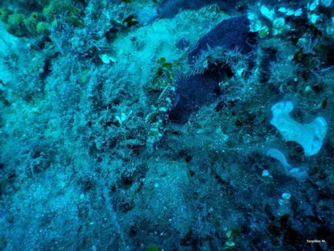 Ρεκόρ διαδρομής και δυνατές συγκινήσεις στην 45η SEAJETS Ανάβαση Πορταριάς
