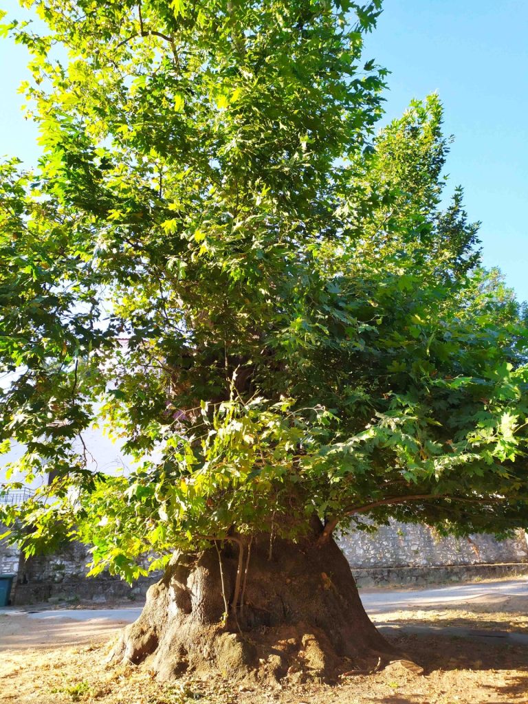 Στο Δίκτυο αιωνόβιων δέντρων της Ελληνικής Επανάστασης ο πλάτανος του Αγίου Ιωάννη Κυνουρίας
