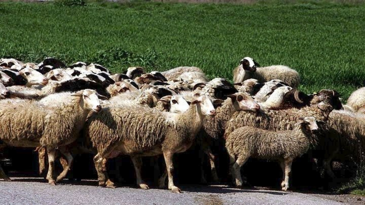 Θεσσαλονίκη: Πάνω από 350 εκατ. ευρώ οι ζημίες από την ευλογιά στους 14 μήνες– Σε 410.000 τα χαμένα ζώα από ζωονόσους λέει ο πρόεδρος του ΣΕΚ