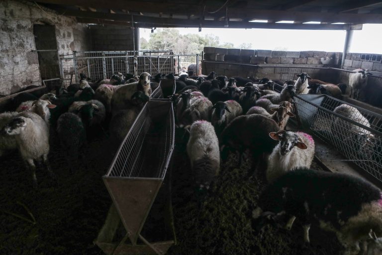 «Καμπανάκι» κινδύνου για την ευλογιά: Lockdown εάν δεν αποδώσουν τα μέτρα – Σε απόγνωση οι κτηνοτρόφοι