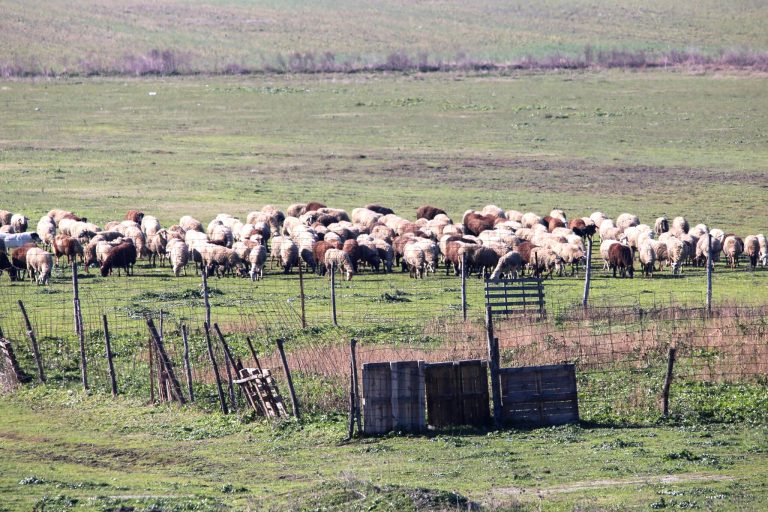 Ροδόπη: Νέες εστίες ευλογιάς αιγοπροβάτων – Ξεπέρασαν τις 30.000 οι θανατώσεις ζώων