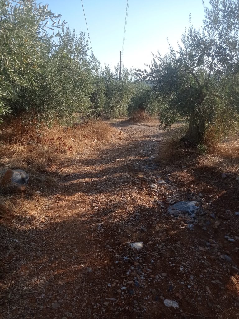 Βόλος: Αγρότες της Νηές αντιμέτωποι με κατεστραμμένους δρόμους ενόψει συγκομιδής ελιάς