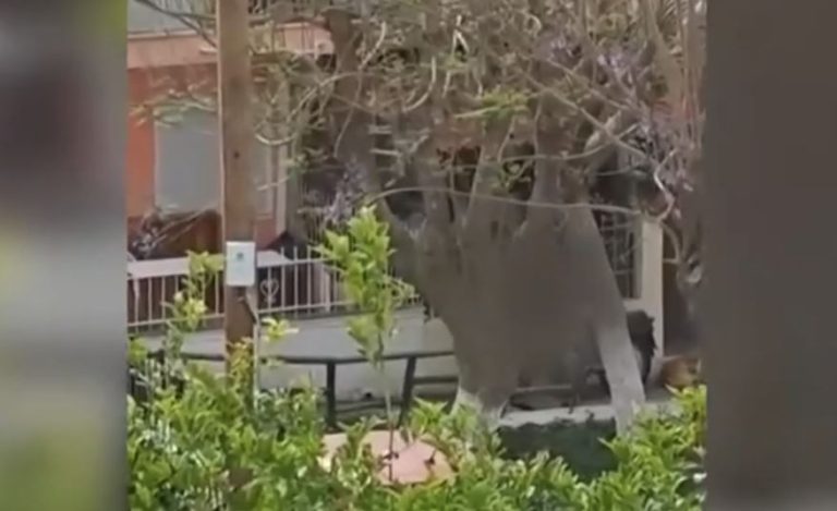 Βίντεο ντοκουμέντο του ΕΡΤnews με αγοραπωλησία ναρκωτικών του κυκλώματος των Χανίων